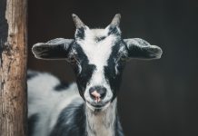 Doing Good with a TWIST