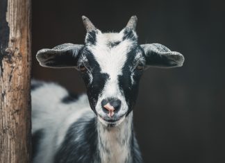 Doing Good with a TWIST